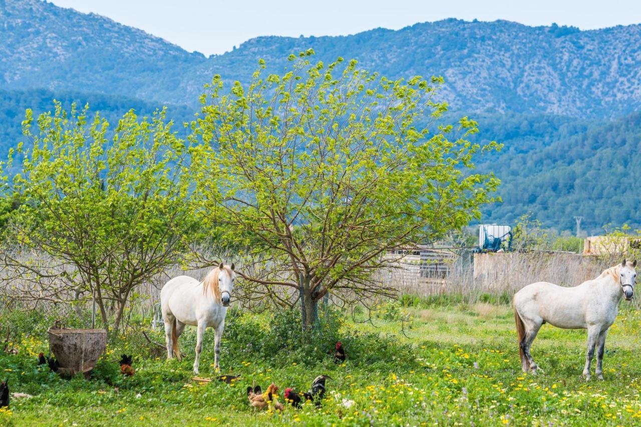 Traumhafte Finca Son Senyor - Mit Pferdekoppel Villa